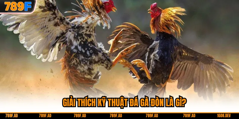 Giải thích kỹ thuật đá gà đòn là gì?